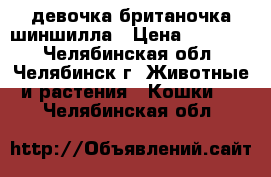 девочка британочка шиншилла › Цена ­ 10 000 - Челябинская обл., Челябинск г. Животные и растения » Кошки   . Челябинская обл.